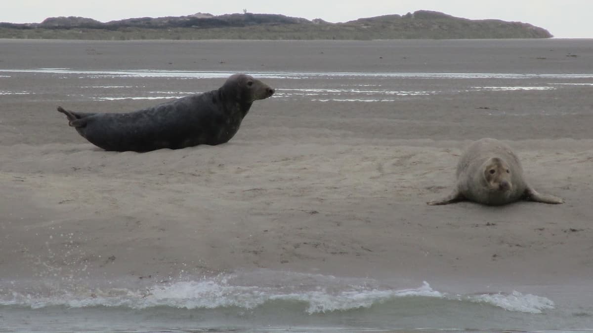 Pet-friendly hotels near Plage de Berck (zone canine sud), dog-friendly beach in Berck-sur-Mer, Pas-de-Calais