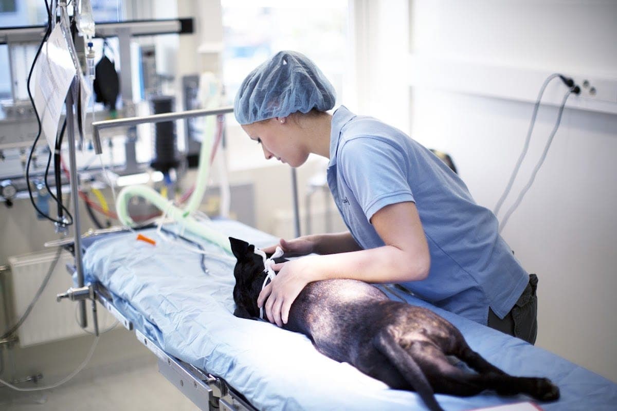 Evidensia Aarhus Dyreklinik