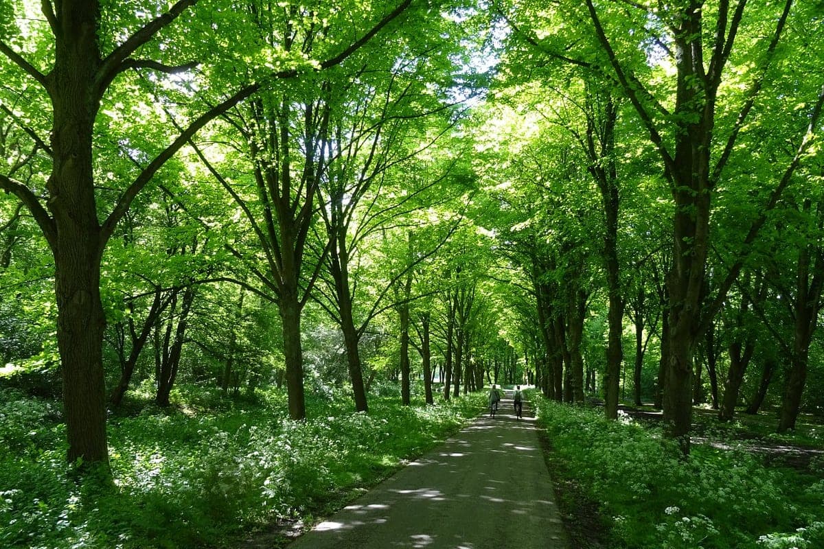 Amsterdamse Bos (Amsterdam Forest)