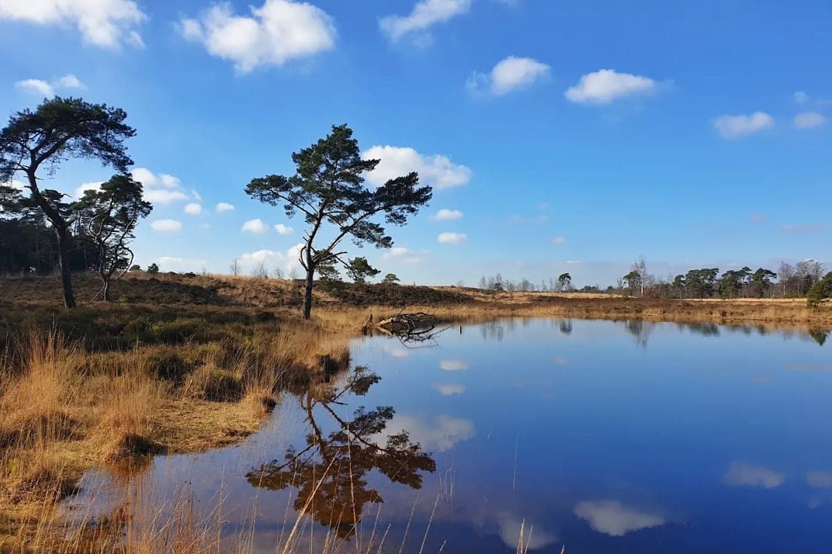 Kalmthoutse Heide (Heathland — Day Trip Alternative)