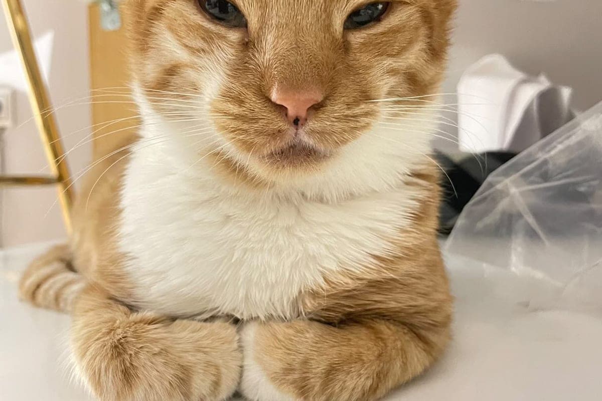 Iasis Veterinary Clinic