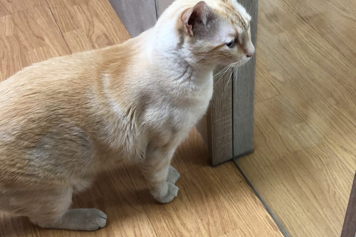 Clínica Veterinaria Diagonal