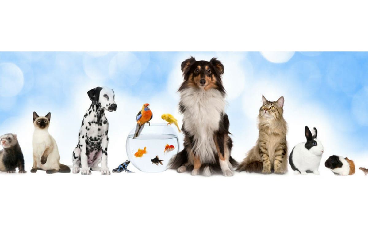 Anipals Veterinària (Pals)