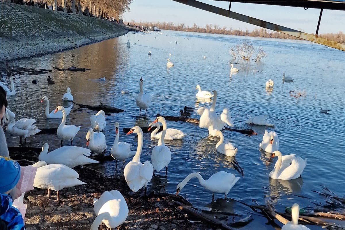 Zemun Quay (Zemunski kej)
