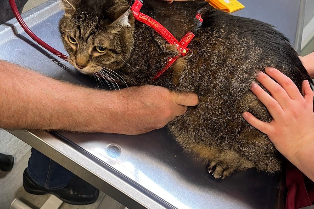 Tierarztpraxis Bergmannstraße