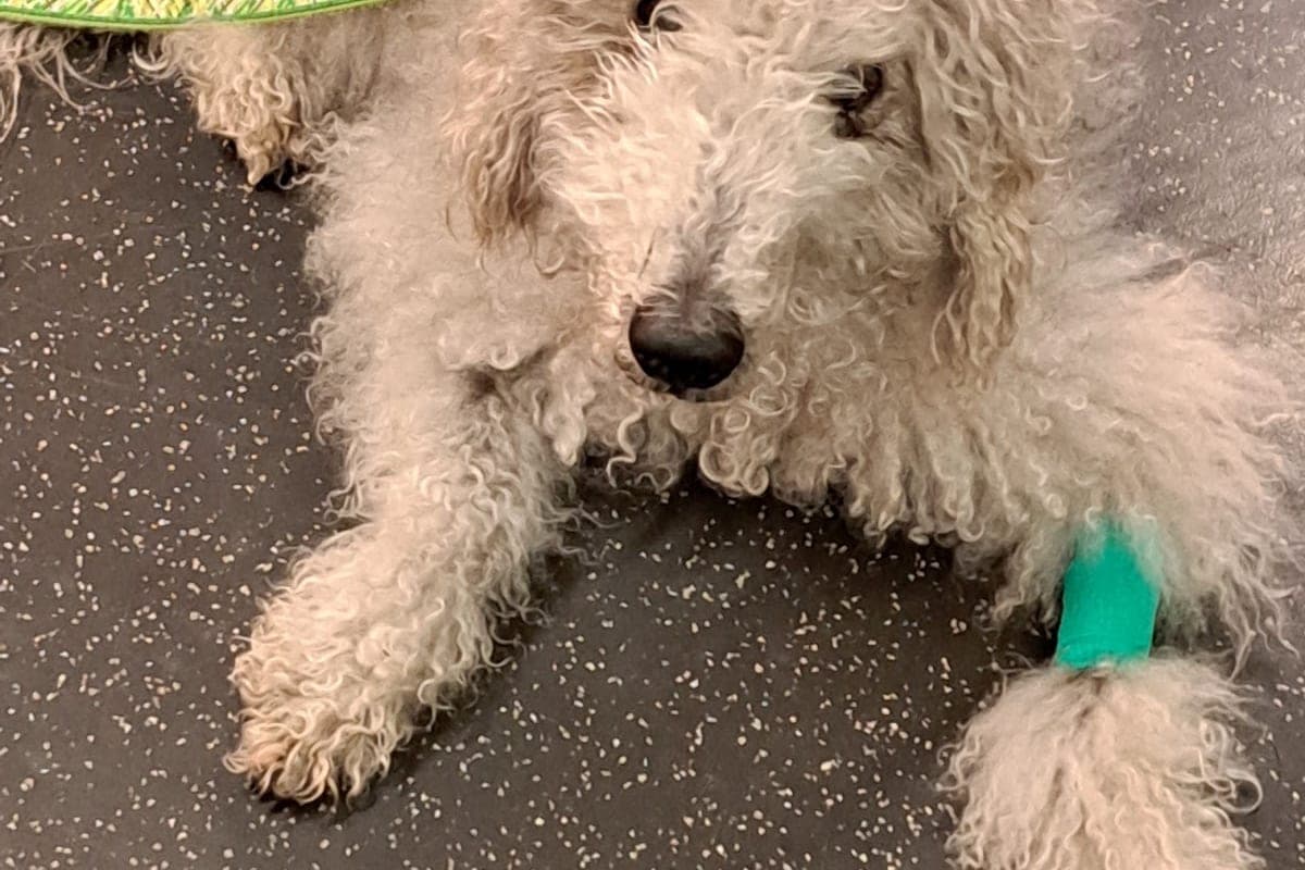 Kleintierklinik — Tierspital Bern