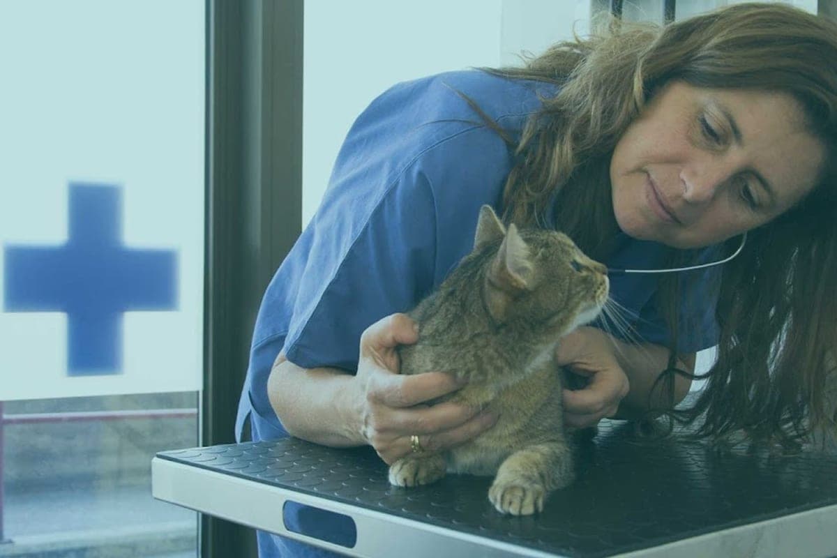 VetBZ — Clinica Veterinaria Città di Bolzano