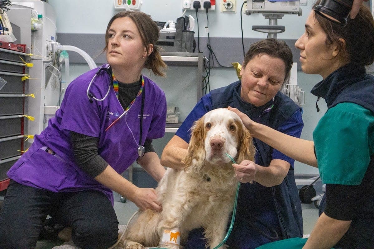 Langford Veterinary Hospital (University of Bristol)