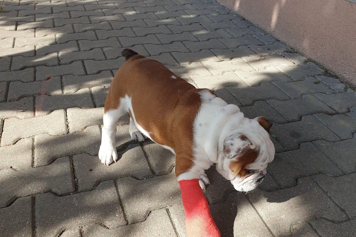 Veterinární klinika Lentilka