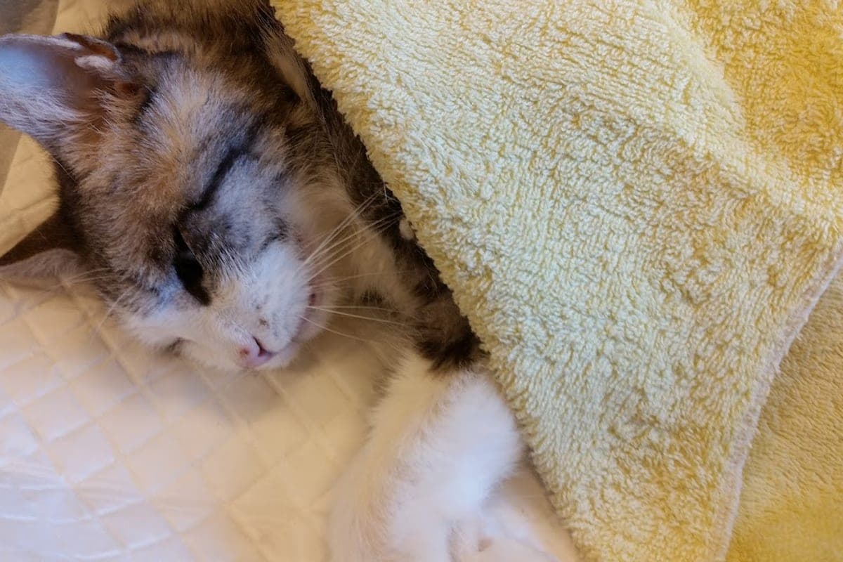 Dierenartspraktijk Brugge Centrum