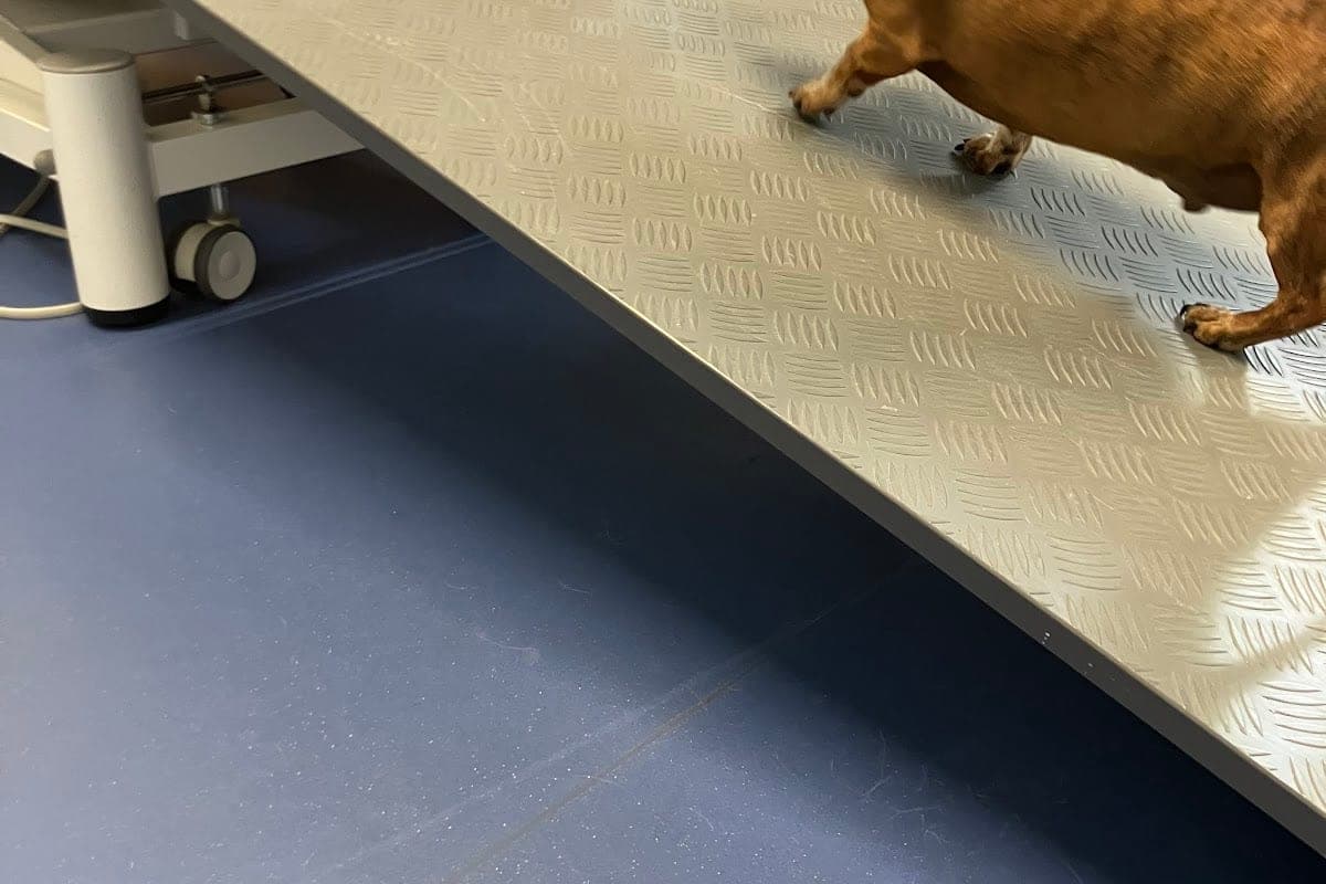 Ghent University Veterinary Faculty (Emergency Referral)