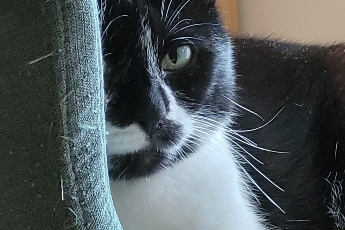 Veterinary Emergency Centre Brussels (AniCura)