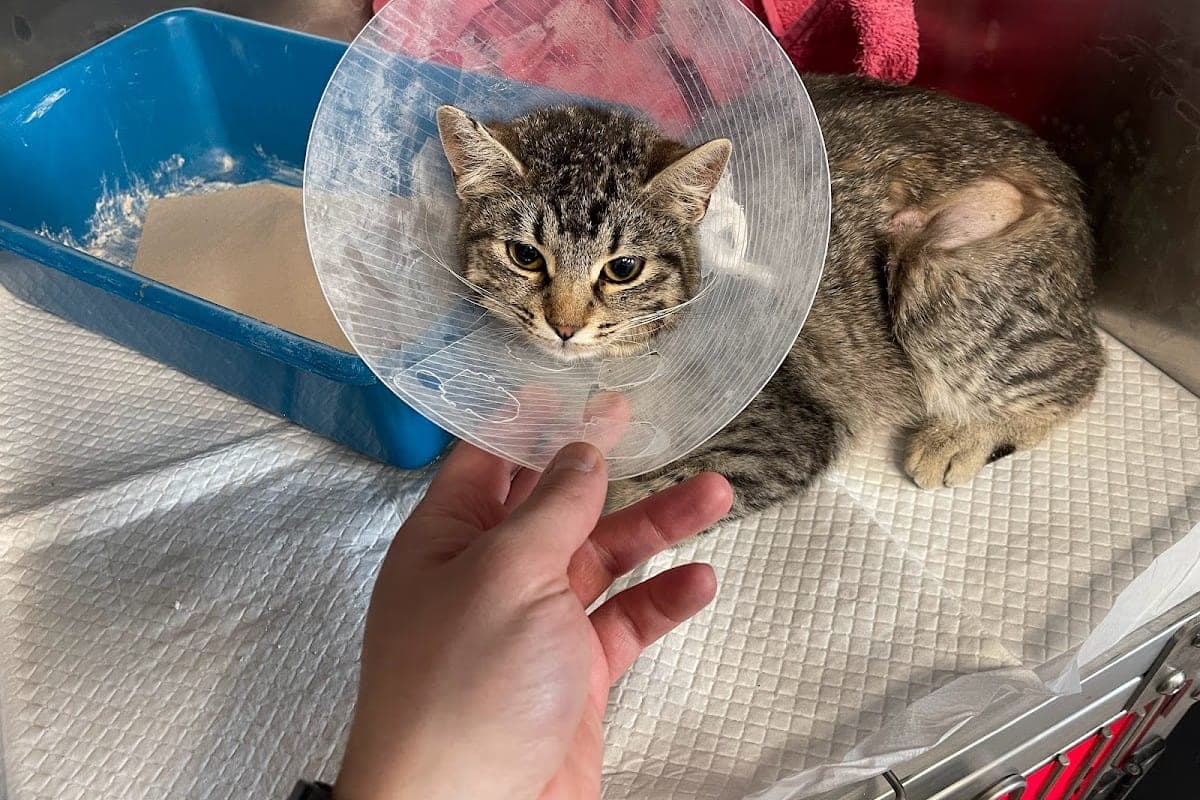 Pet Stuff Veterinary Hospital (24h)