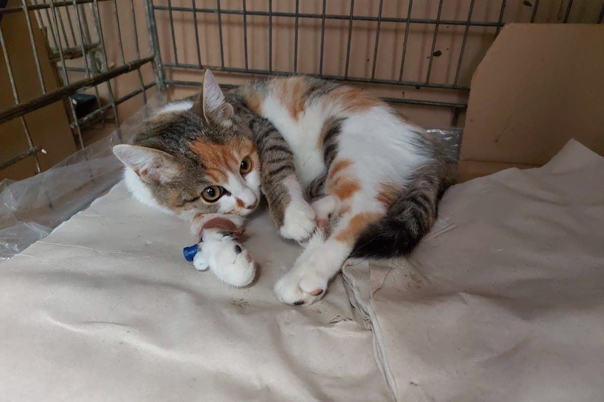 Lósy-Reimann Állatkorház (24h Emergency)