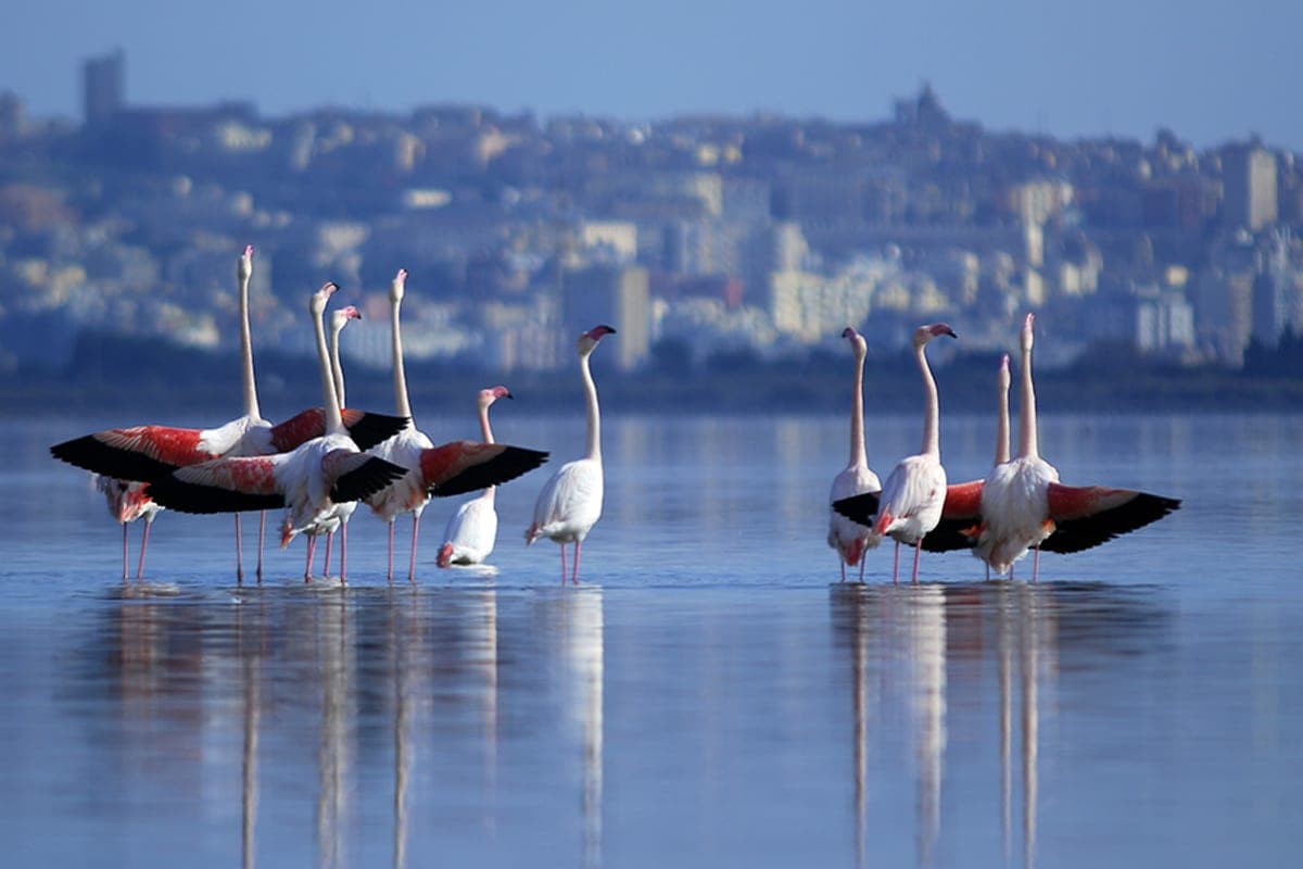 Parco Naturale di Molentargius-Saline