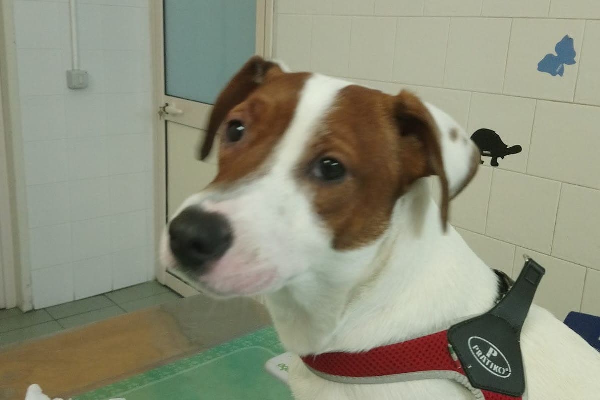 Clinica Veterinaria Ferrarotto