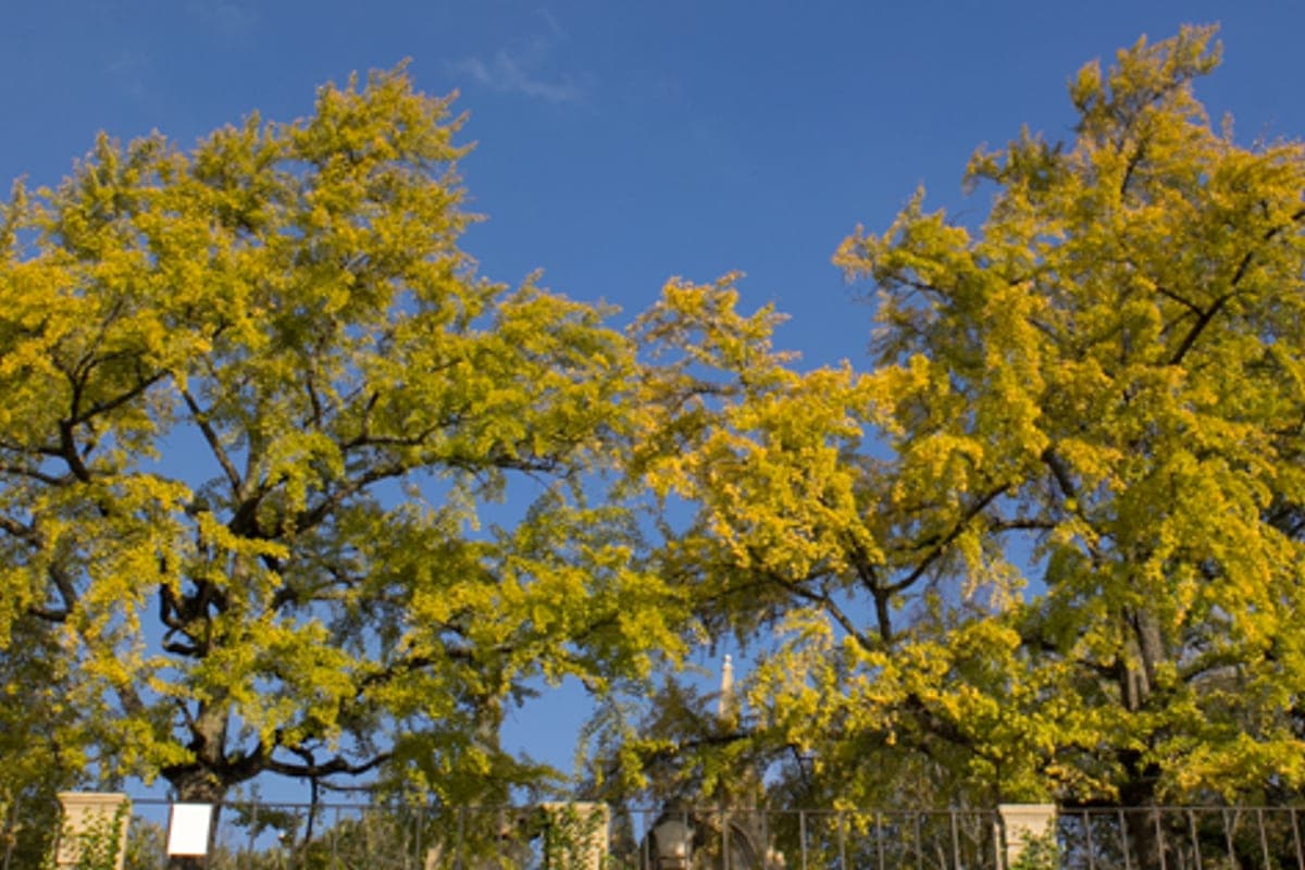 Jardim Botânico da Universidade de Coimbra