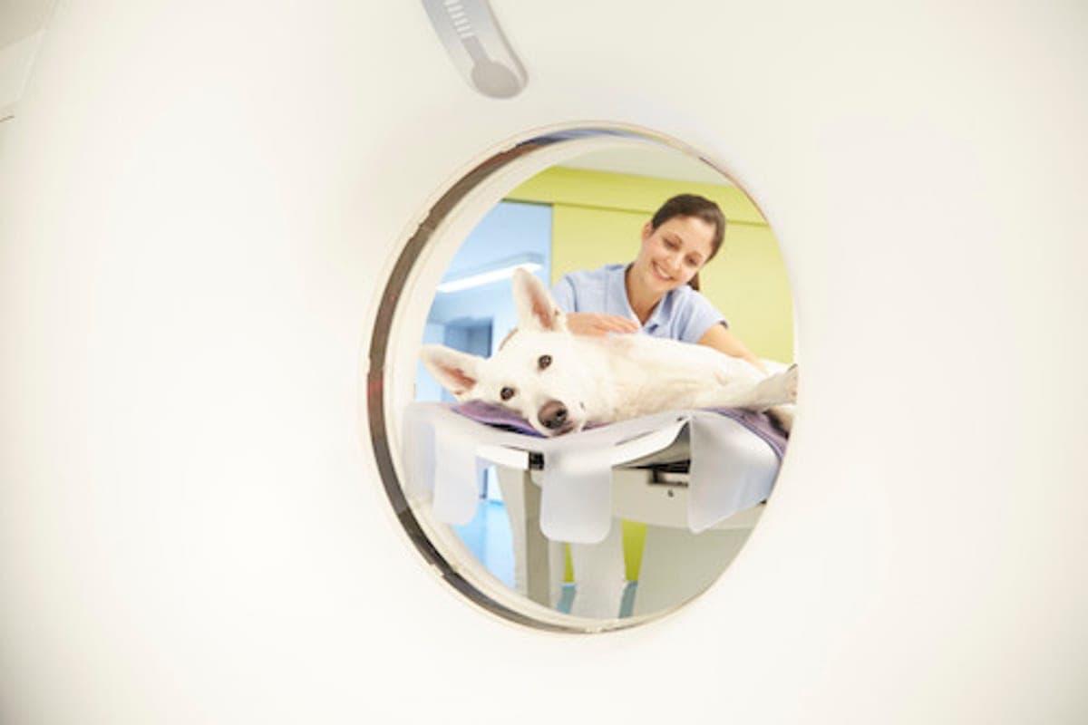 Tierklinik Köln-Süd (Dr. Kellerwessel)