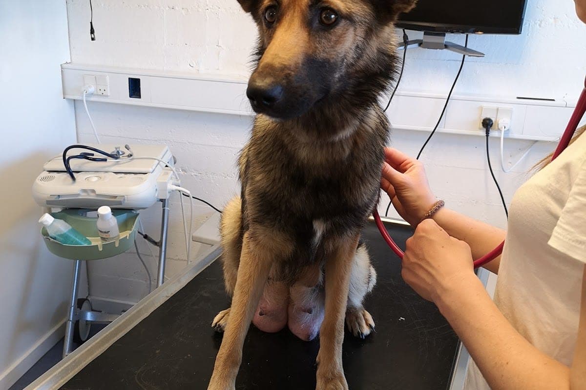 AniCura Høje Taastrup Dyrehospital