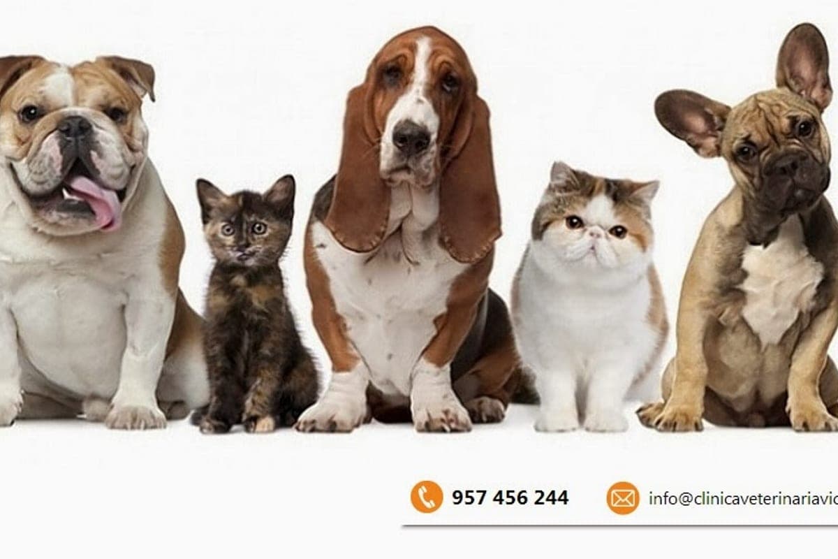Clínica Veterinaria Centro Cordoba