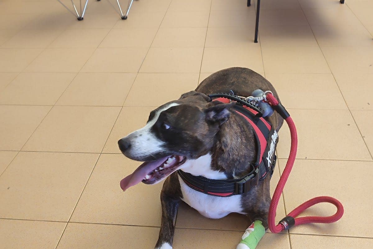 Hospital Veterinario Córdoba