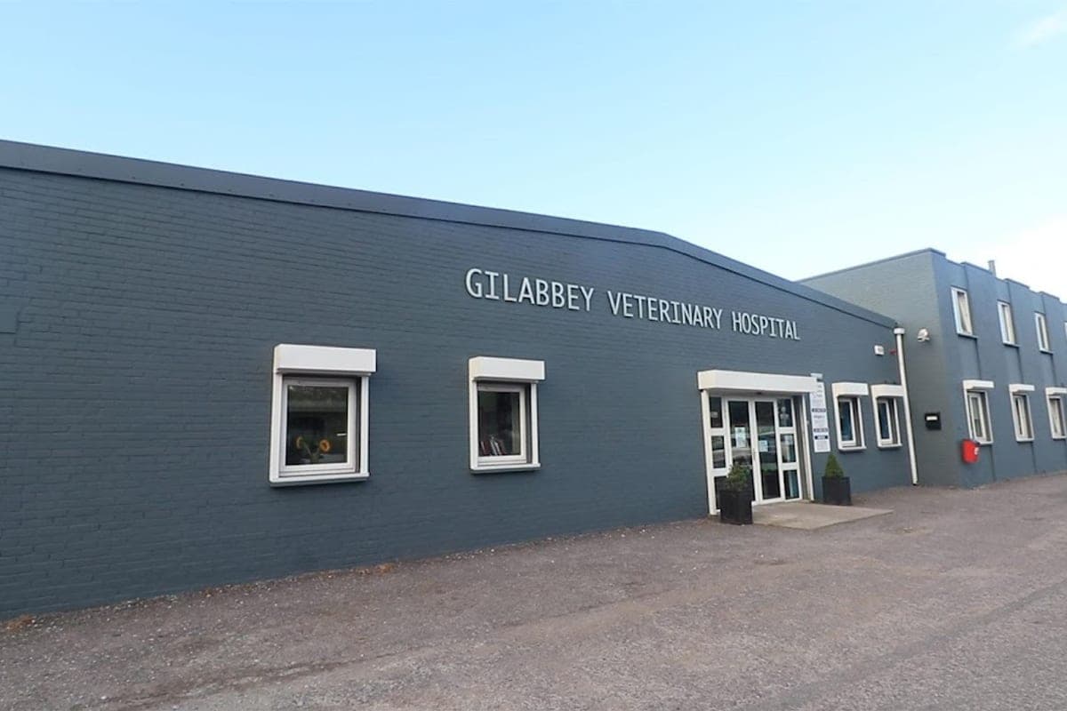 Gilabbey Veterinary Hospital