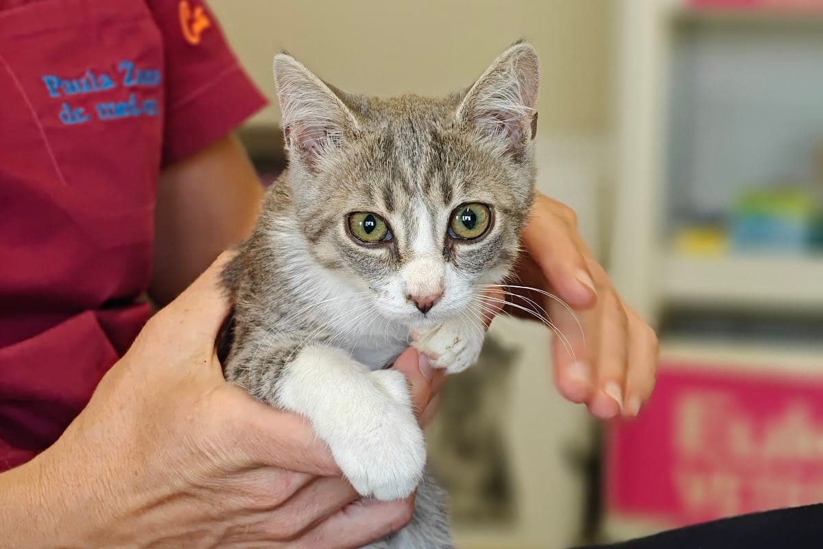 Veterinarska Ambulanta Lapad