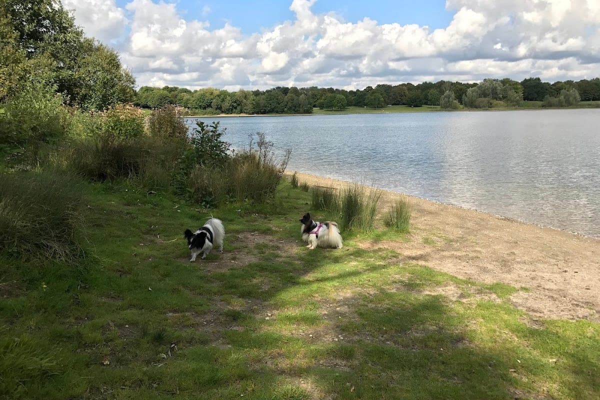 Unterbacher See — Hundebadestelle