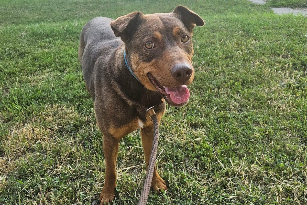 Rover.com — Florence