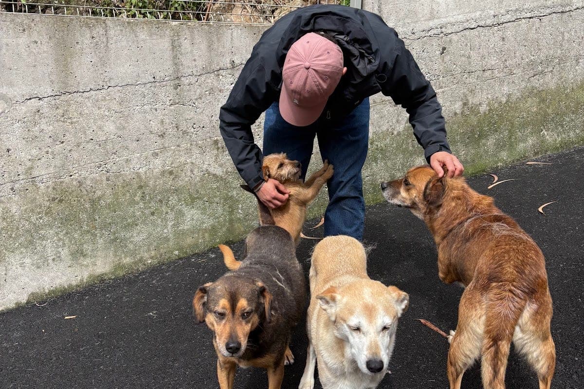 Causa Animal Funchal (municipal shelter & vet)