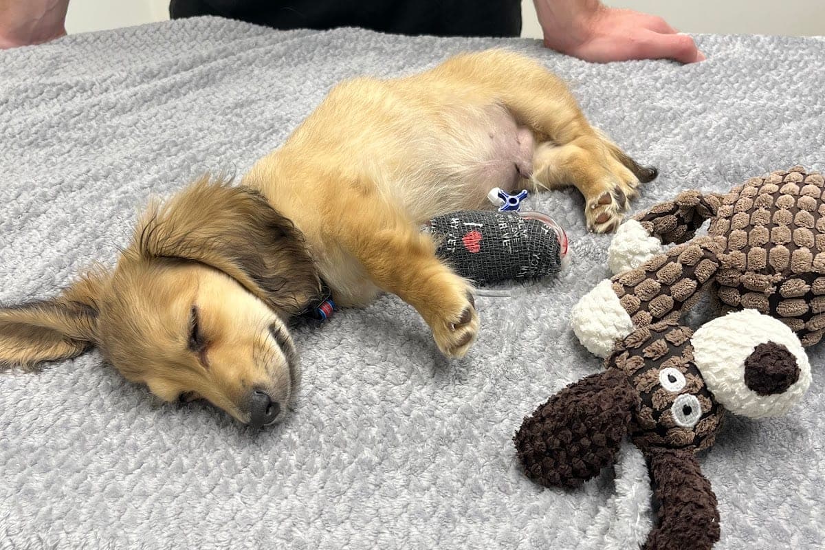 UVRG — Réseau d'urgences vétérinaires Genève