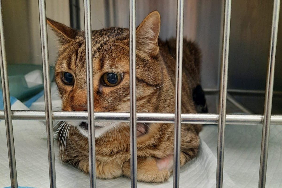 Clinica Veterinaria San Giorgio