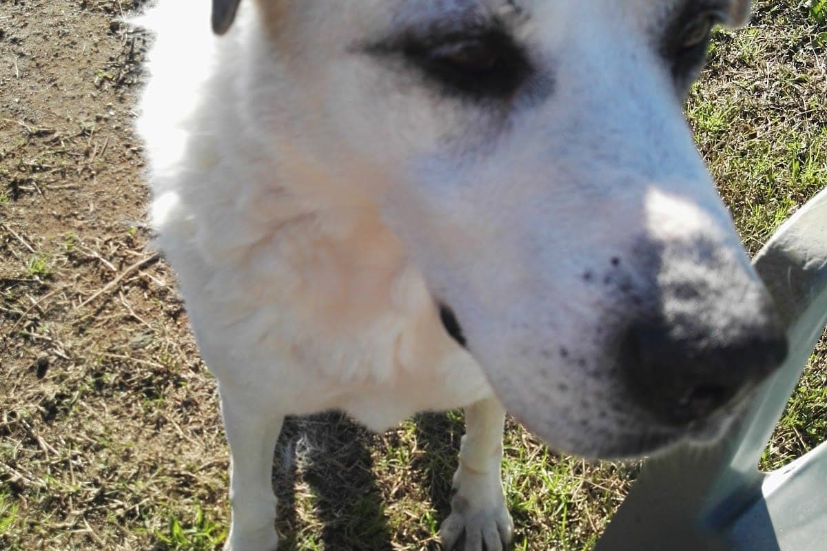 Ospedale Veterinario Landi