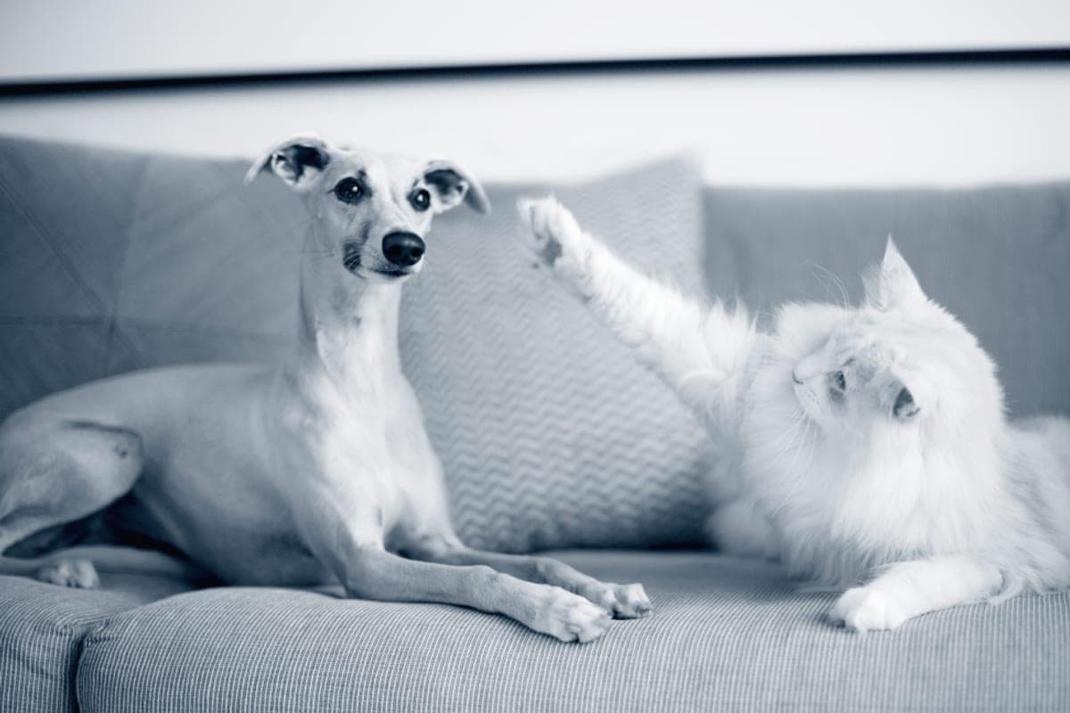 Anicura Djursjukhuset Göteborg