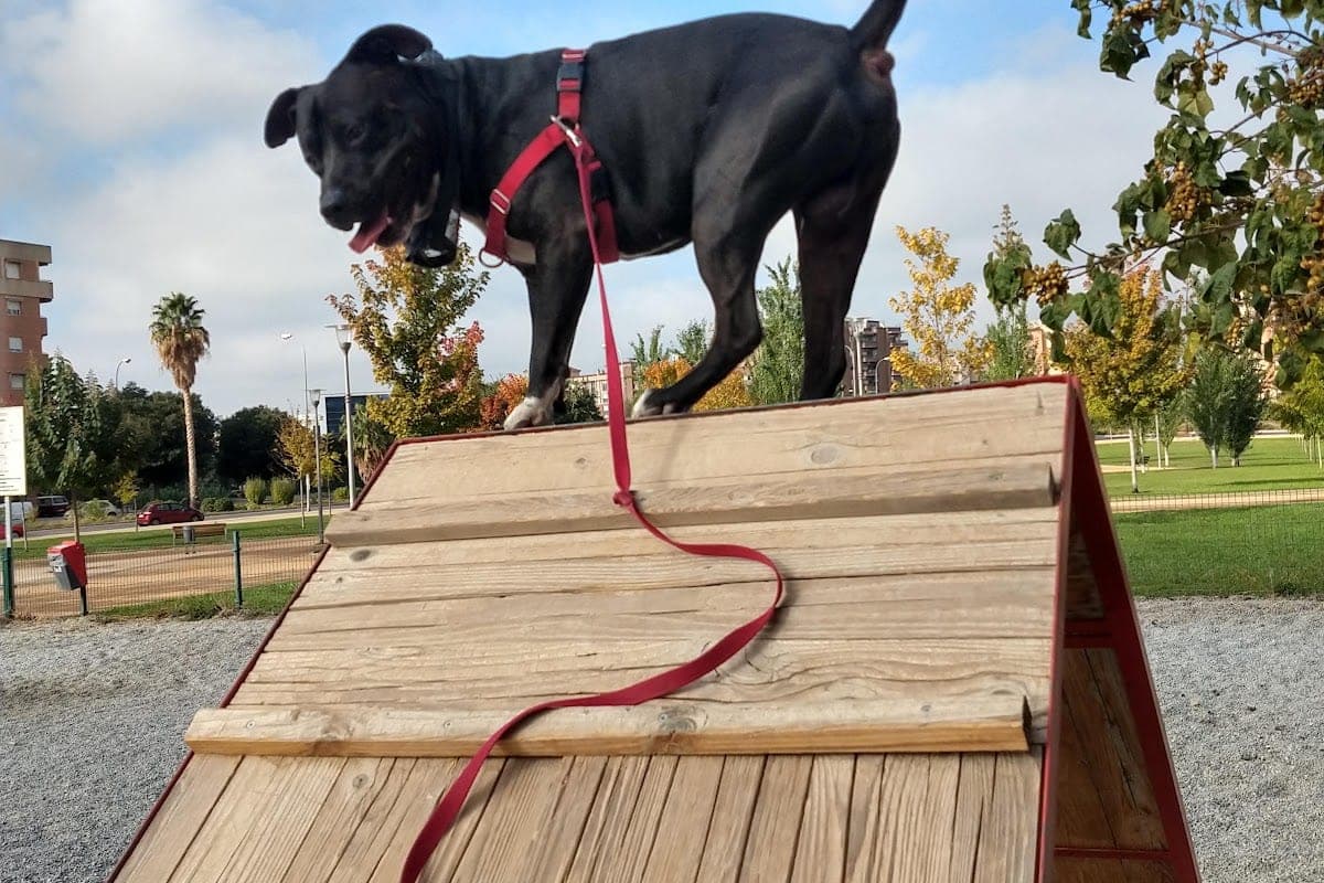 Parque para Perros La Virgencica