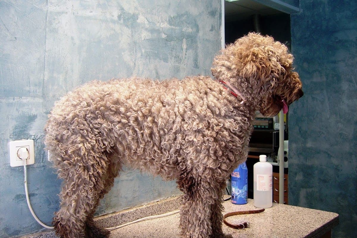 Centro Veterinario Zarabanda