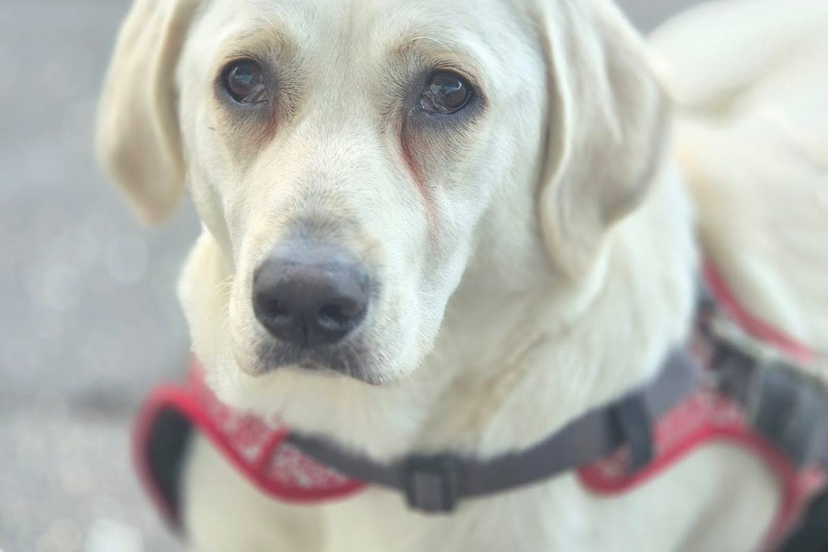 Tierärztliches Zentrum Bahrenfeld