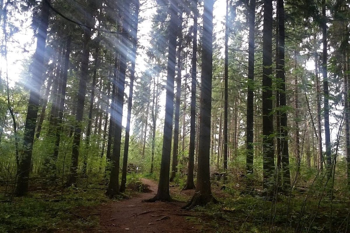 Keskuspuisto (Central Park)