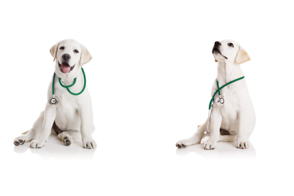 Evidensia Eläinklinikka Helsinki