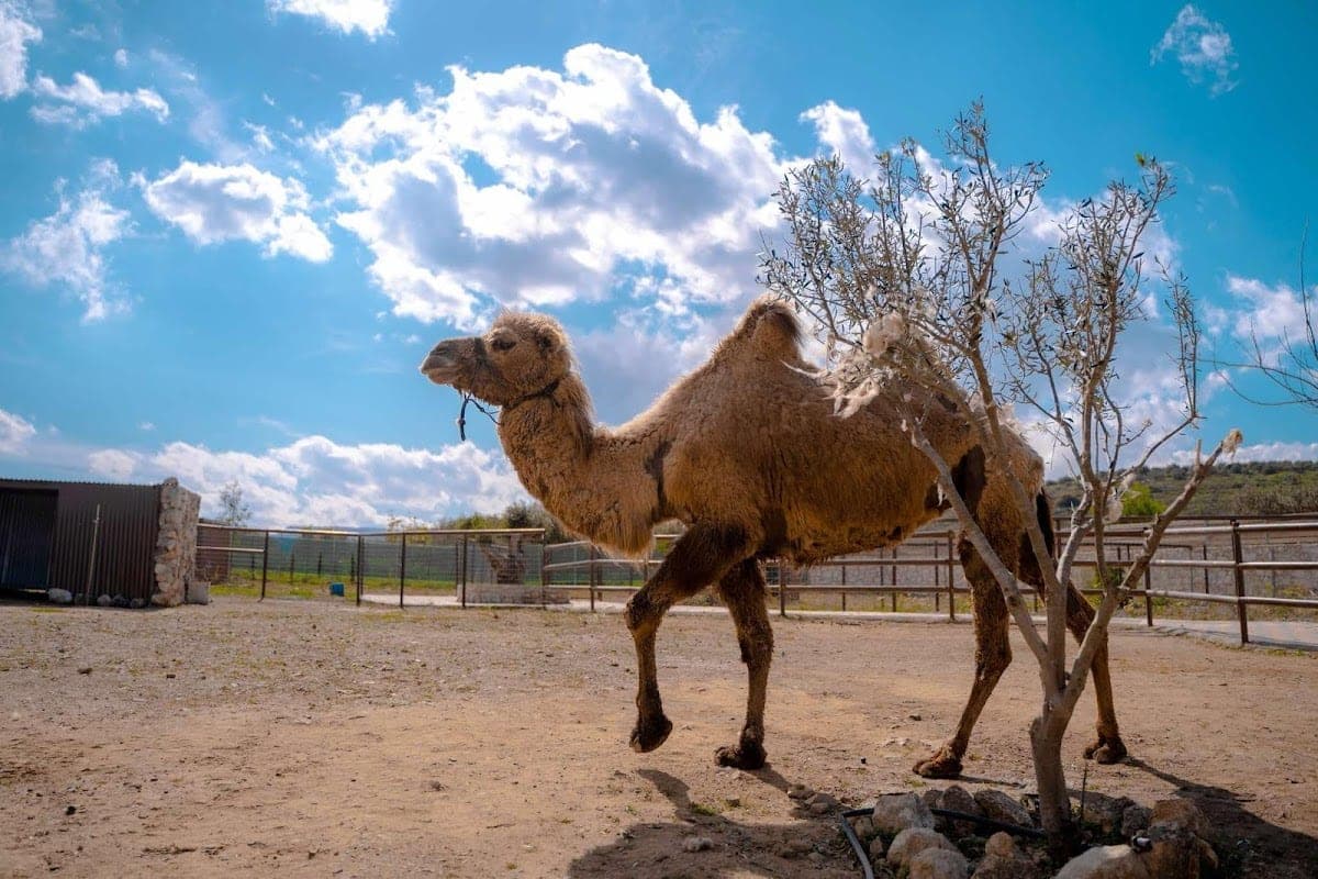 Cretan Animal Welfare Centre