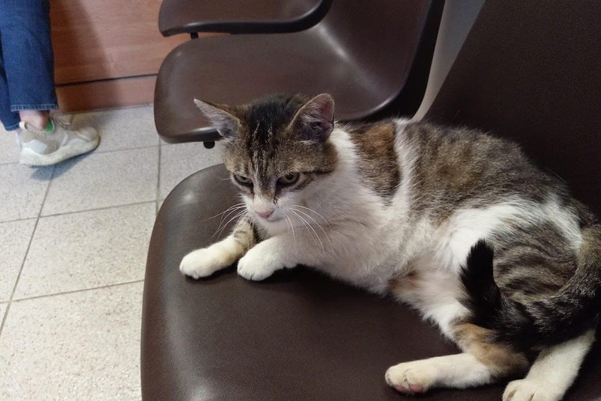 Przychodnia Weterynaryjna Kazimierz