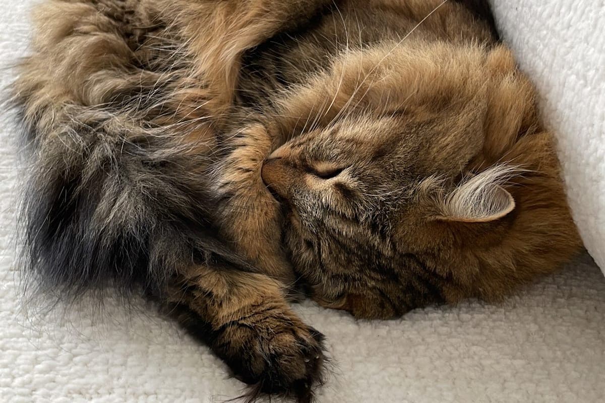 Clinique Vétérinaire de la Riponne