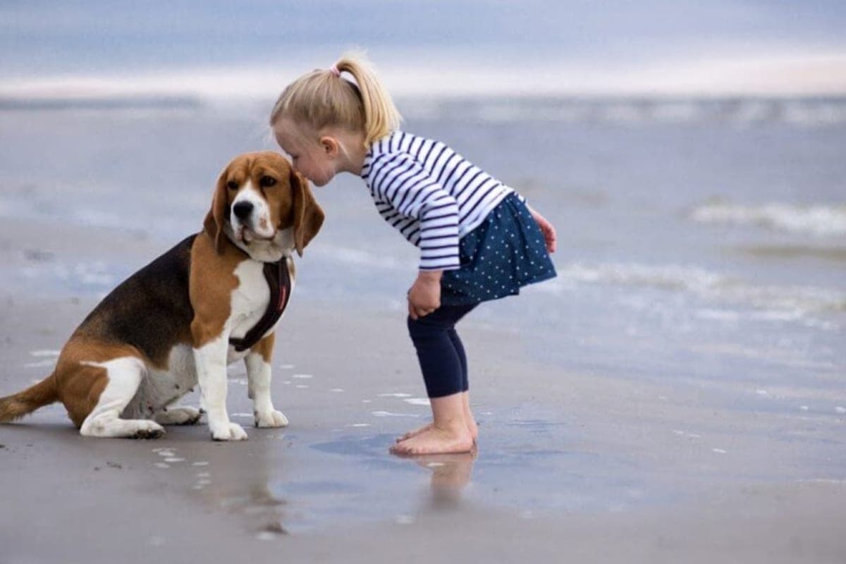 Clinique Vétérinaire Bereldange (24h)