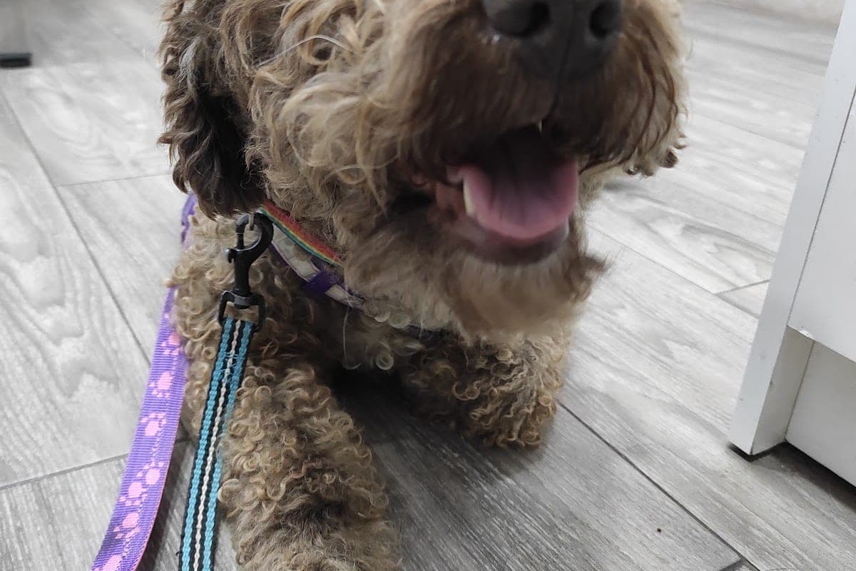 Clínica Veterinaria La Unión