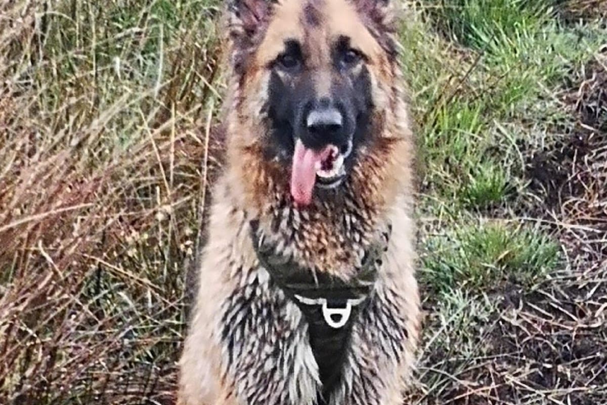 Vets4Pets Manchester Trafford