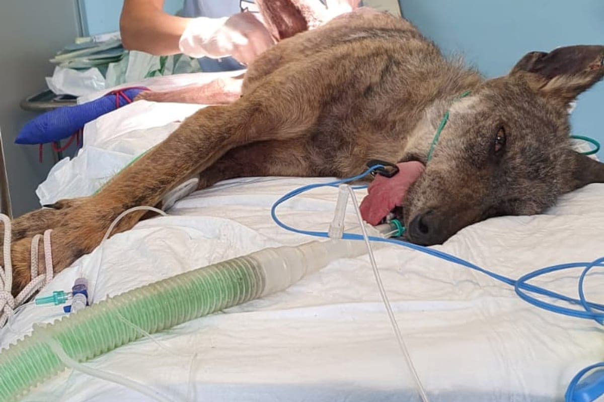 Ospedale Veterinario Modena (24h)