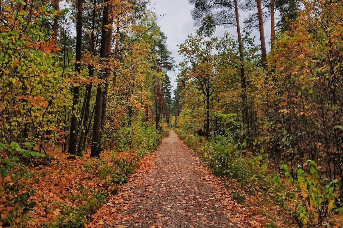 Reichswald (Sebalder Reichswald)