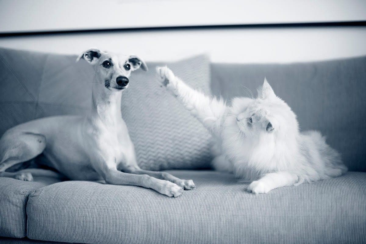 AniCura Oslo Dyresykehus