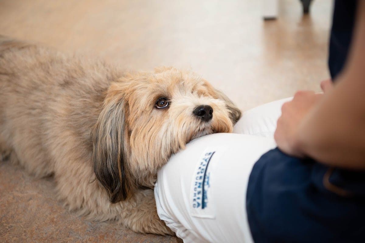 Evidensia Dyresykehus Oslo