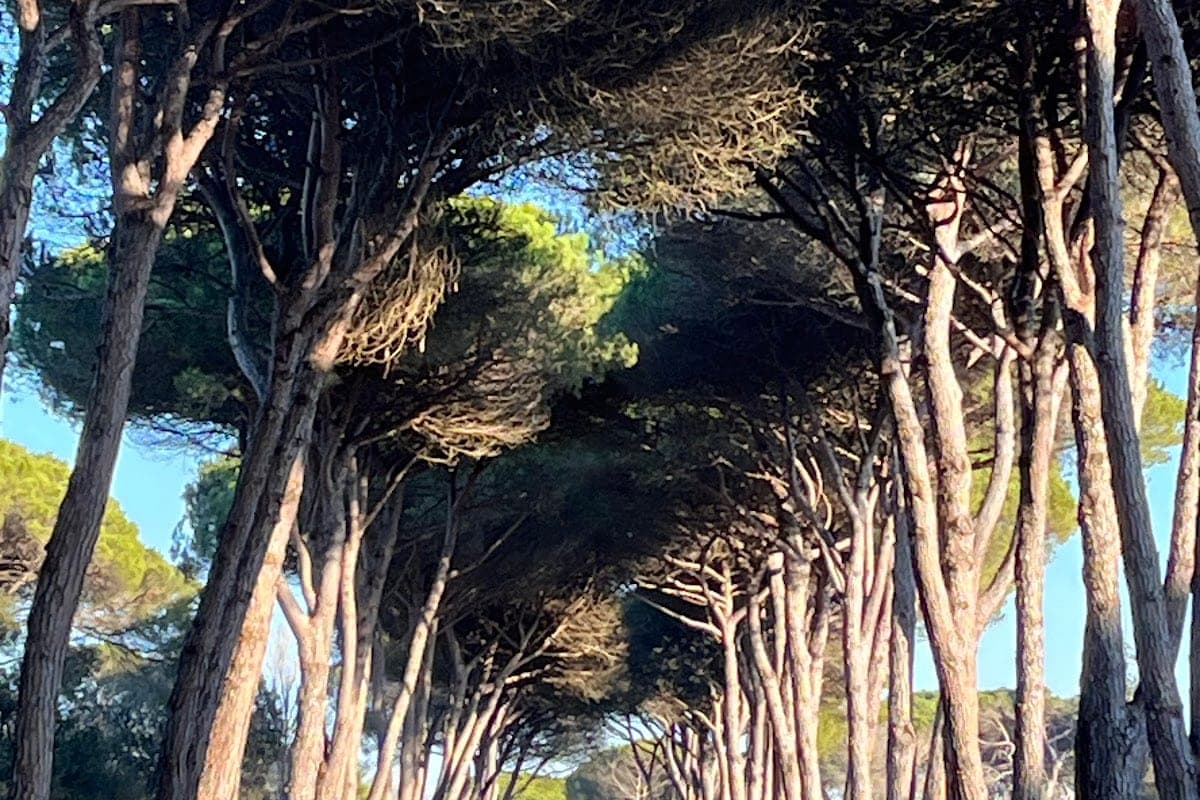 Parco Naturale di San Rossore